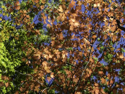 Glacial Maple