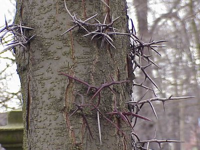 Gleditsia