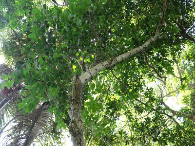 Glochidion