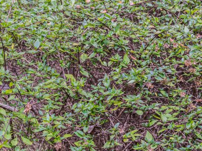 Glossy Abelia