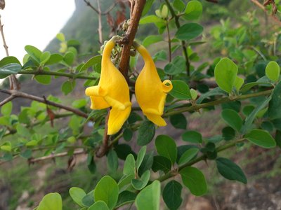 Gmelina