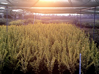 Golden Elm