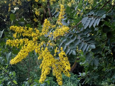 Goldenrain Tree