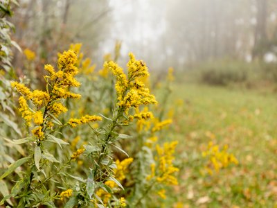 Goldenrod Tree