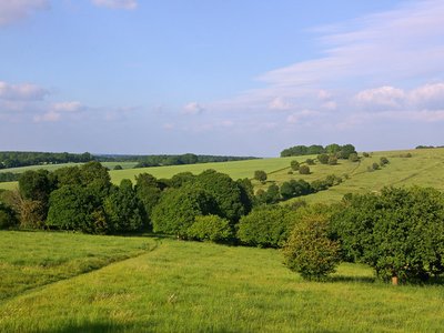 Gopher Wood
