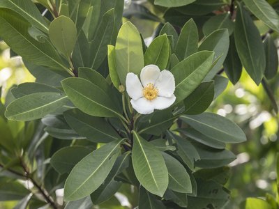Gordonia