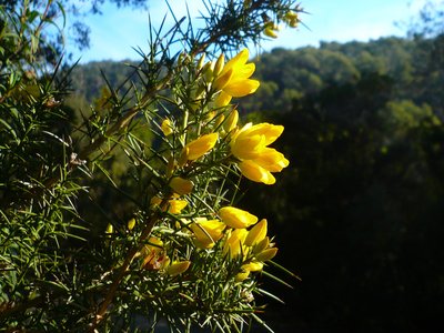 Gorse