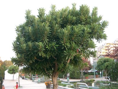 Goughia