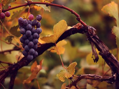 Grape