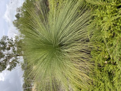 Grasstree