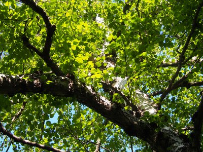 Gray Birch