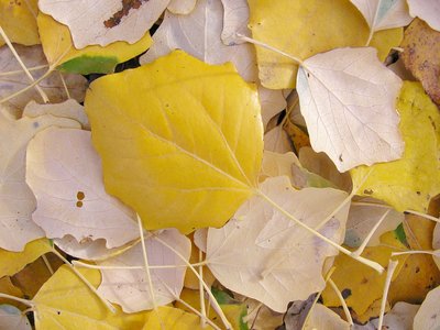 Gray Poplar