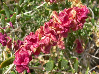 Grayia Spinosa