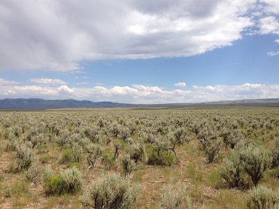 Great Basin Sagebrush