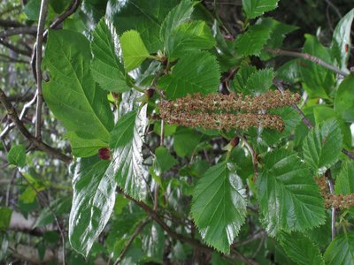 Green Alder