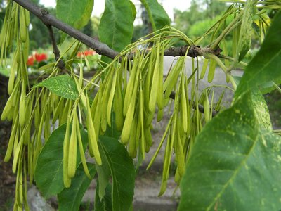 Green Ash