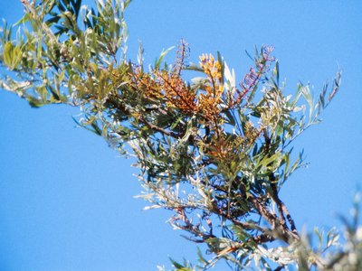 Grevillea Robusta