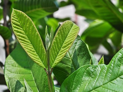 Guava