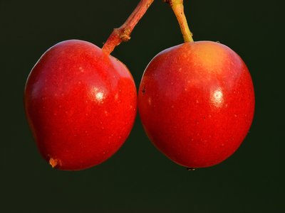 Guelder Rose