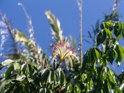 Guiana Chestnut