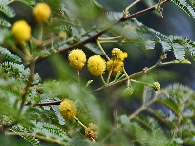 Gum Arabic Tree