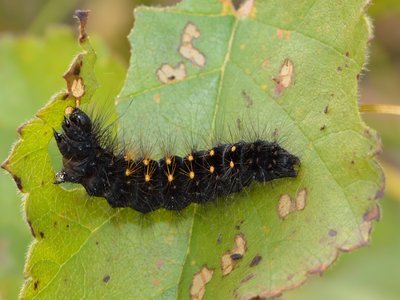 Hairy Birch