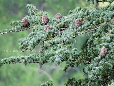 Himalayan Cedar