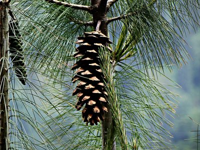 Himalayan Pine