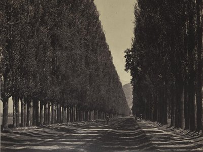 Himalayan Poplar