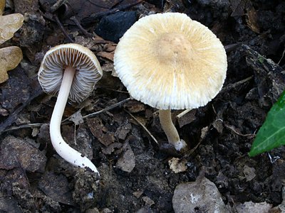Hirtella