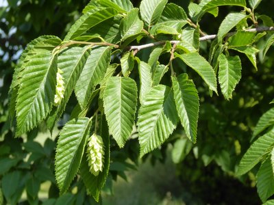 Hop Hornbeam