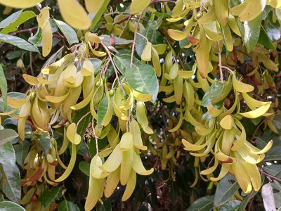 Hopea