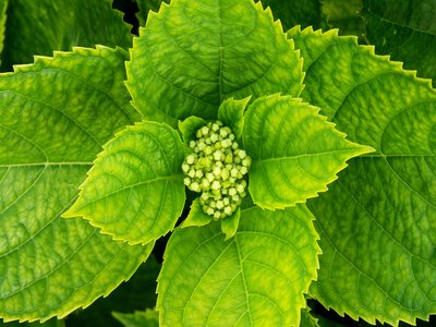 Hortensia