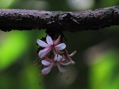 Humboldtia