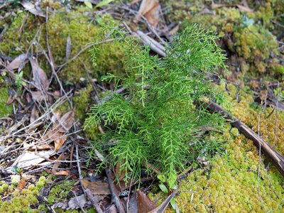 Huon Pine
