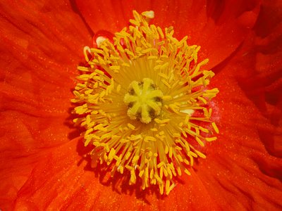 Iceland Poppy