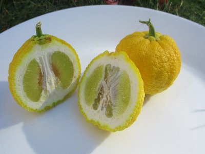 Ichang Papeda