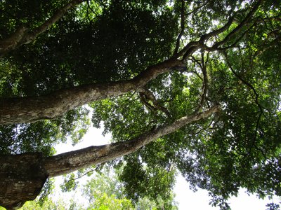 Ichthyomethia