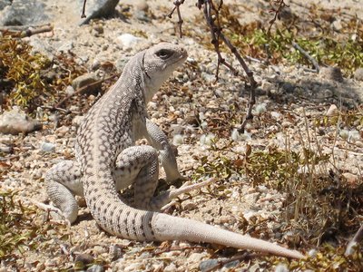 Iguana Cactus