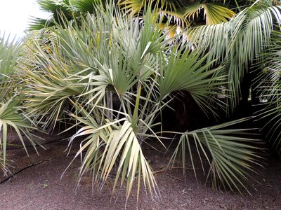 Ilala Palm