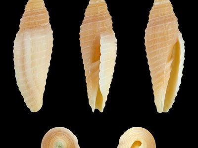 Imbricaria