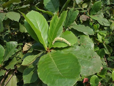Indian Almond