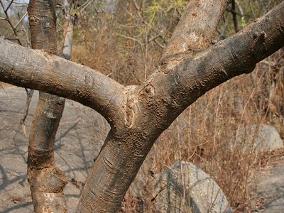 Indian Ash Tree