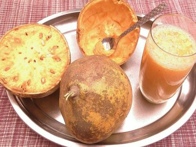 Indian Bael Tree