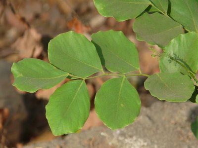 Indian Blackwood