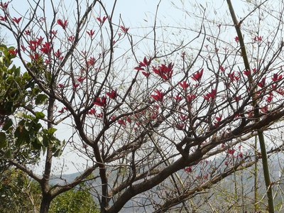 Indian Butter Tree