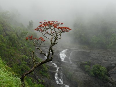 Indian Coral Tree
