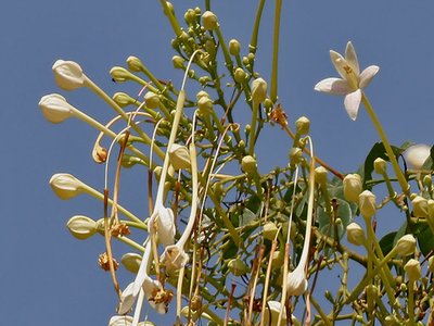 Indian Cork Tree