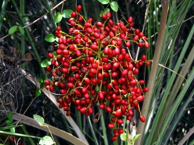 Indian Date Palm