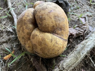 Indian Dillenia
